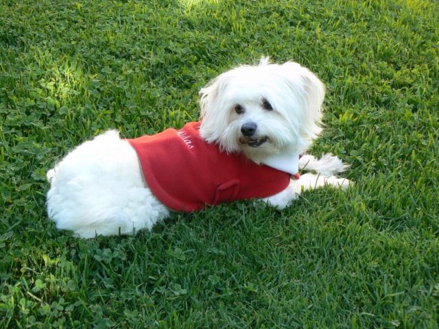 Dog Coat Red